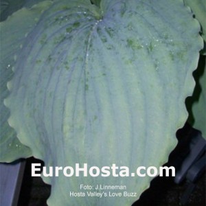 Hosta Valley's Love Buzz