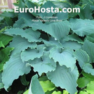 Hosta Valley's Love Buzz