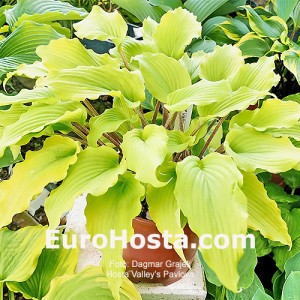 Hosta Valley’s Pavlova