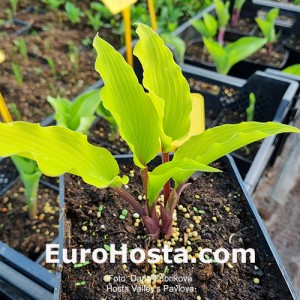 Hosta Valley’s Pavlova