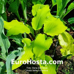 Hosta Valley’s Pavlova