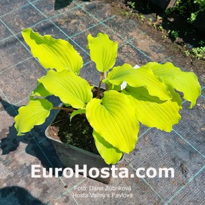 Hosta Valley’s Pavlova