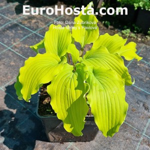 Hosta Valley’s Pavlova