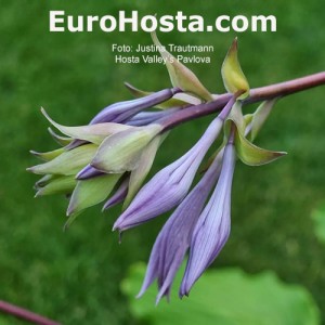 Hosta Valley’s Pavlova