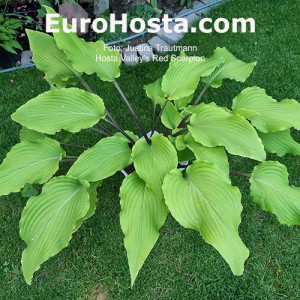 Hosta Valley’s Red Scorpio