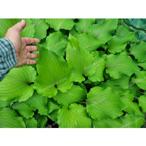 Hosta Valley’s Red Scorpio