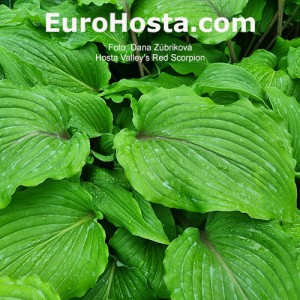 Hosta Valley’s Red Scorpio