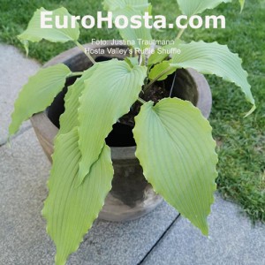 Hosta Valley's Ruffle Shuffle