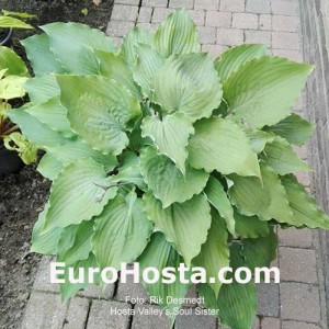 hosta Valley's Soul Sister