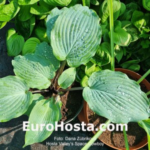 Hosta Valley's Space Cowboy