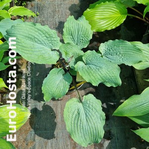 Hosta Valley's Space Cowboy