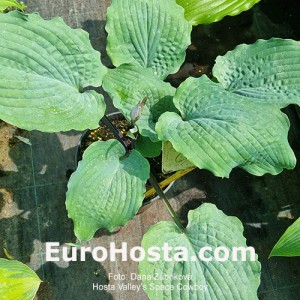 Hosta Valley's Space Cowboy