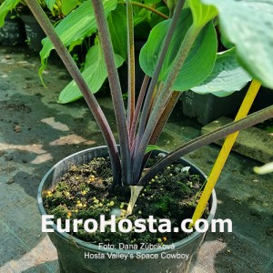 Hosta Valley's Space Cowboy