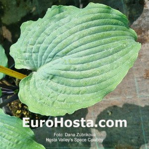 Hosta Valley's Space Cowboy