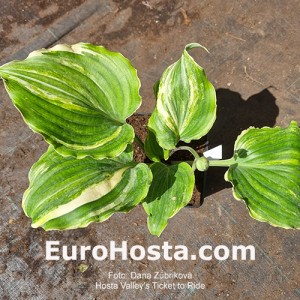 Hosta Valley's Ticket to Ride