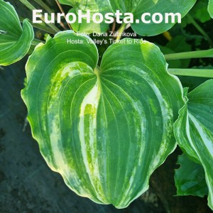 Hosta Valley's Ticket to Ride