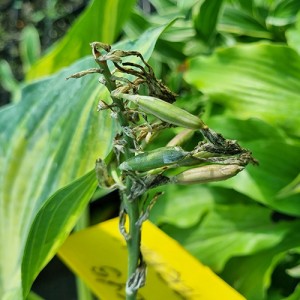 Hosta Valley's Waterfall