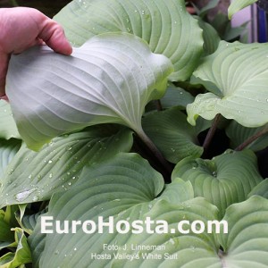 Hosta Valley's White Suit