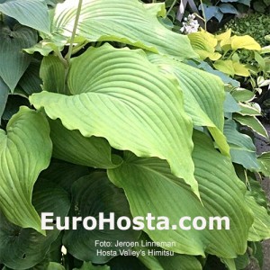 Hosta Valley's Himitsu