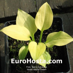 Hosta Vanilla Cream - Eurohosta