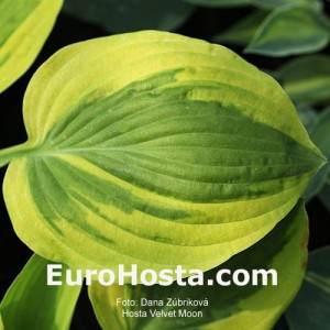 Hosta Velvet Moon - Eurohosta