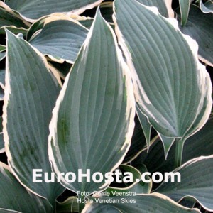 Hosta Venetian Skies