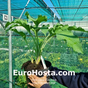 Hosta Venetian Star