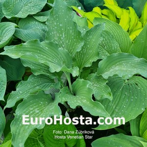 Hosta Venetian Star