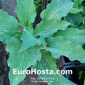 Hosta Venetian Star