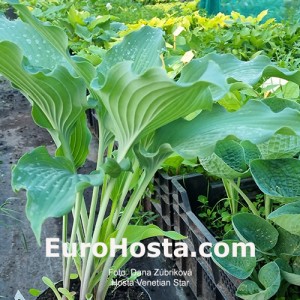 Hosta Venetian Star