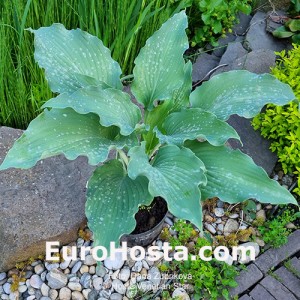 Hosta Venetian Star