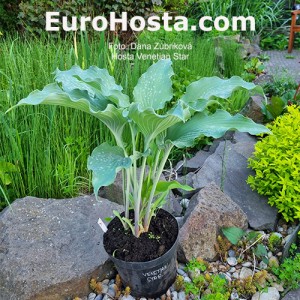 Hosta Venetian Star