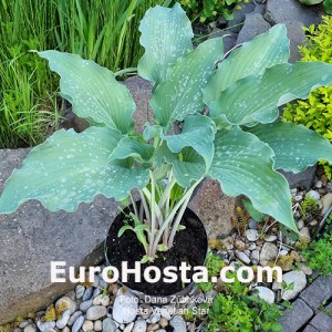 Hosta Venetian Star