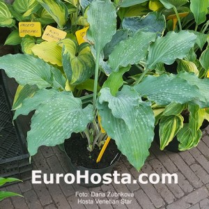 Hosta Venetian Star