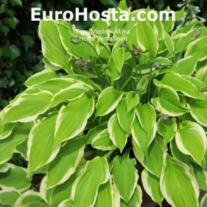 Hosta Verna Jean