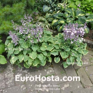 Hosta Veronica Lake - Eurohosta