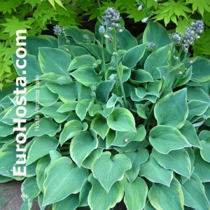 Hosta Veronica Lake - Eurohosta