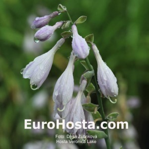 Hosta Veronica Lake - Eurohosta