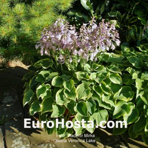 Hosta Veronica Lake - Eurohosta