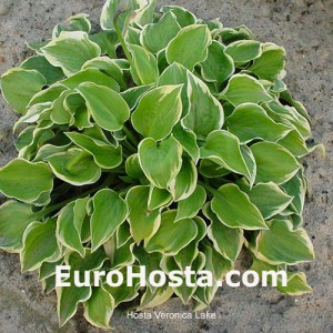 Hosta Veronica Lake - Eurohosta