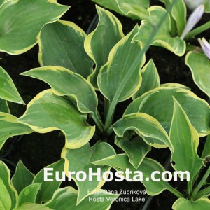 Hosta Veronica Lake - Eurohosta