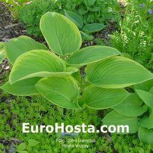 Hosta Victory - Eurohosta