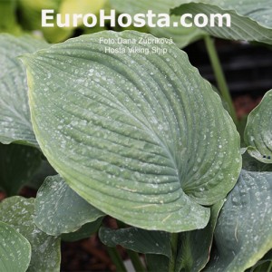 Hosta Viking Ship