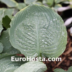 Hosta Viking Ship