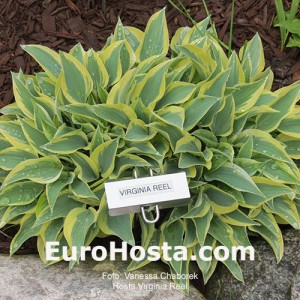 Hosta Virginia Reel