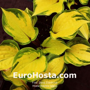 Hosta Volcano Island - Eurohosta