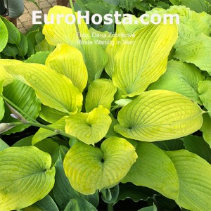 Hosta Waiting in Vein