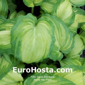 Hosta War Paint - Eurohosta