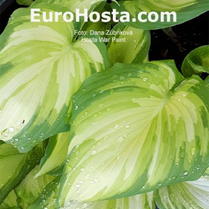 Hosta War Paint - Eurohosta