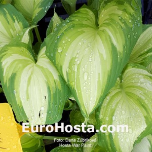 Hosta War Paint - Eurohosta